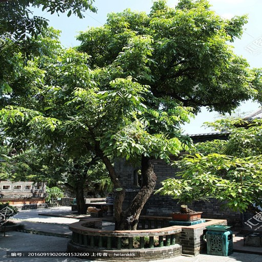 ������ Longan Tree2026 ���°�