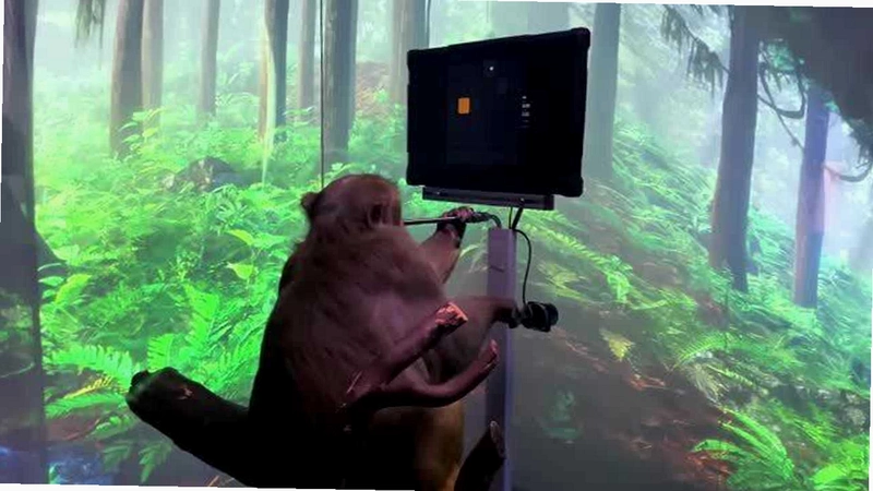 �������� Monkey2026 ��ɫӲ�̰�