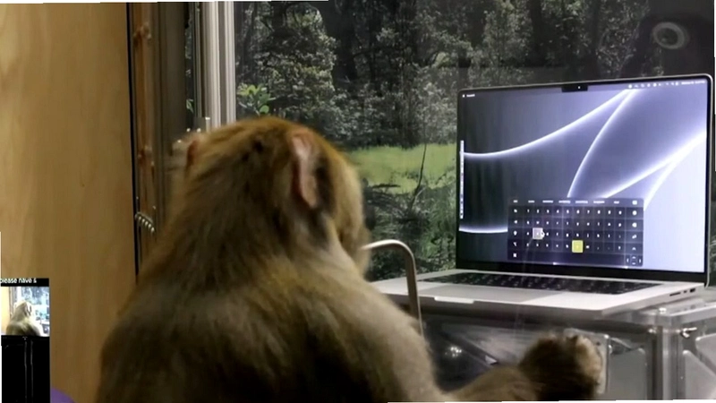 �������� Monkey2026 ��ɫӲ�̰�