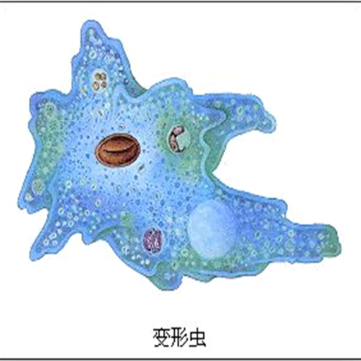 ���γ� Amoeba2026 �ٷ���