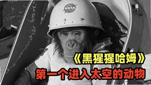 ̫�պ����� Space Chimps2026 Ӳ�̰�