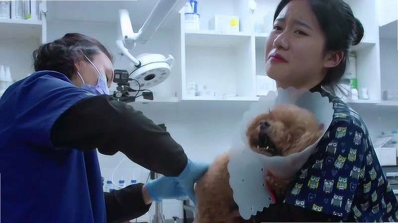 ����ҽԺ2:����֮�� Paws  Claws Pet Vet 2: Healing HandsӲ�̰� 2026 ģ�⾭Ӫ��Ϸ