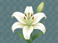 ֽ�ٺ���Ϸ���İ����� Paper Lily ���Ծ������
