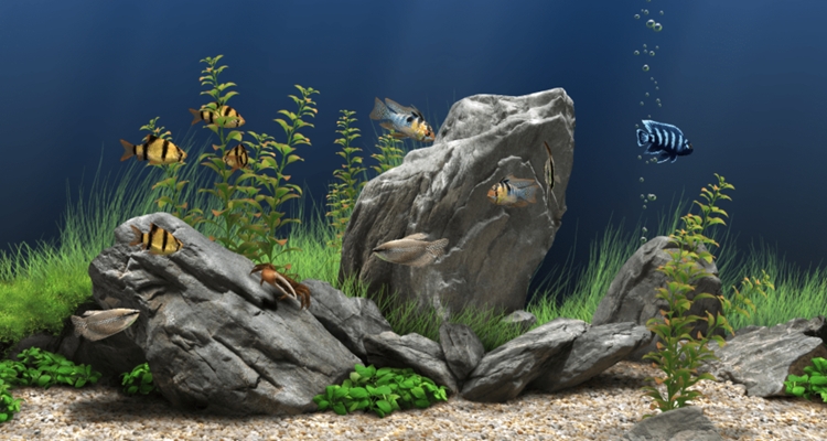 �λ�ˮ����Dream Aquarium2.0 ��̬����