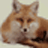 XML Fox1.0.0 רҵXML�༭����
