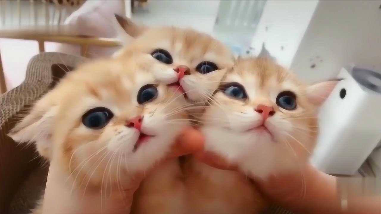 Fluffy �����ճ��ϼ� ����ϵ�ȳ���Ƶ