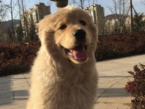 Fluffy ��ĦҮ��ë ����ϵ��������Ƶ