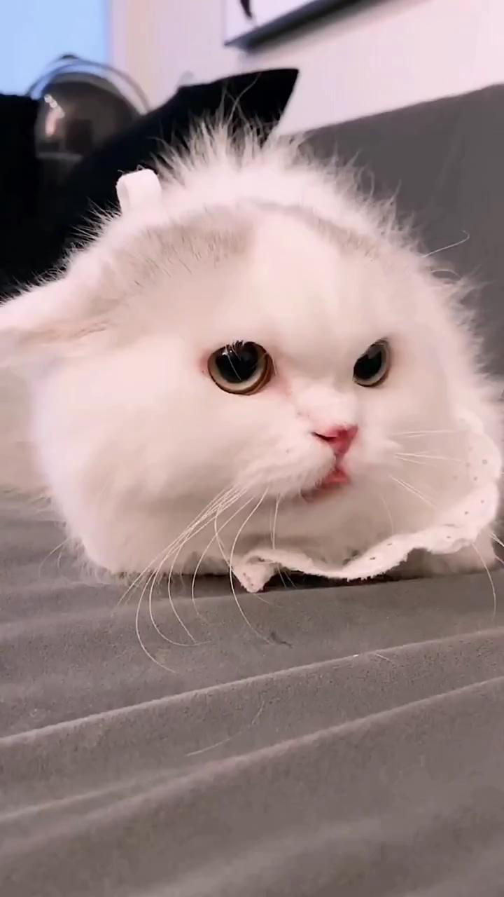 Fluffy è���Ц�ճ� ��è������Ƶ�ϼ�