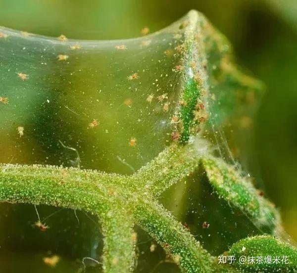 ���˺ϻ� �޼� ���溦 ��֩�� ���� ����