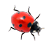Ladybug on desktop1.0.0 �����ȳ���鹤��