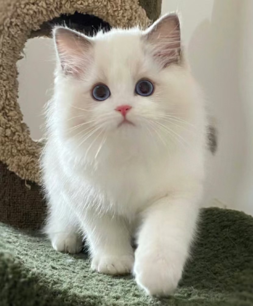 ����Сè�����°� ��è�ֲ�żè���껨èչʾ