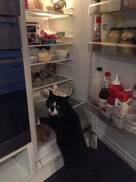 ͵��è ��ʳ ͵�Զ��� ��Ц ��ͼ