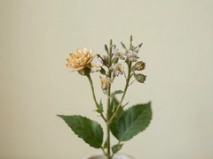 ��ľ�ʼǣ���̨����ʵ�ü�������ֲ����ָ��