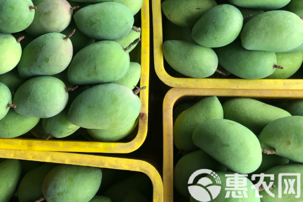 金芒果催熟保存方法