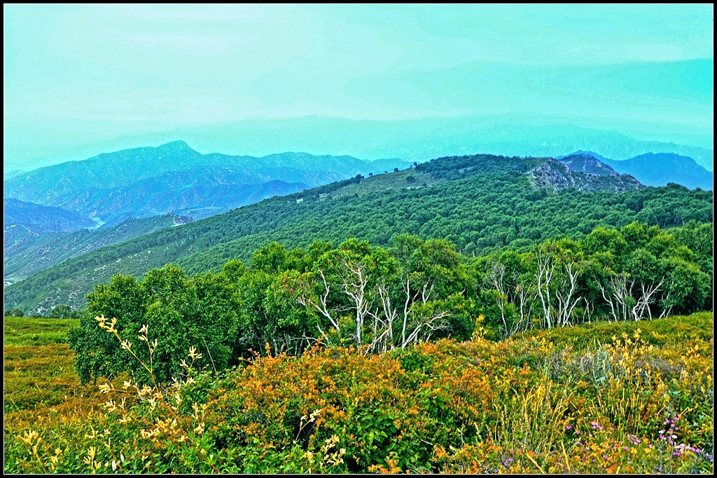 多彩固阳 夏天 马鞍山 避暑 森林