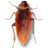 Cockroach on Desktop������Сǿ���֣�2.1.0 �����������