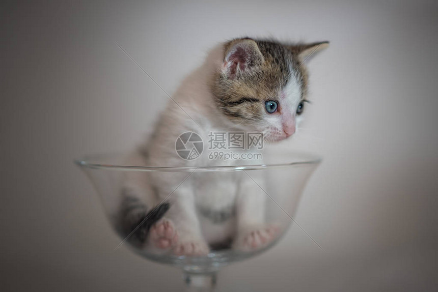 液体猫 猫咪身体柔软蜷缩在玻璃碗里的可爱照片
