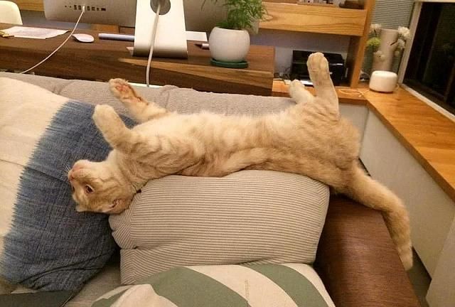 液体猫 无毛猫像液体一样趴在沙发扶手上