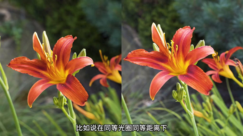 玲珑相机 长焦拍摄 背景虚化效果