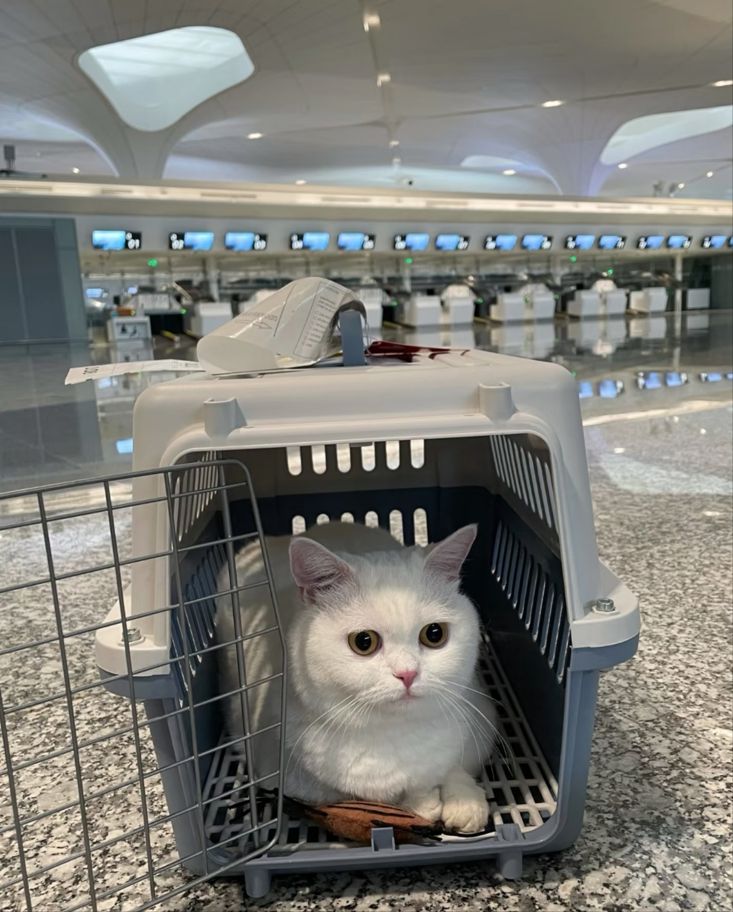 宠物托运 空运 费用 明细 航空箱 打包费