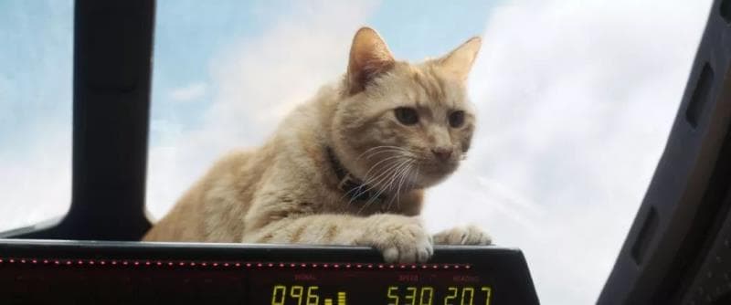 ӰèMvCat���㻨�����ߺ���Ƶ