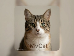 ӰèMvCat��ʲô��è������ɳ�ʷȫ����