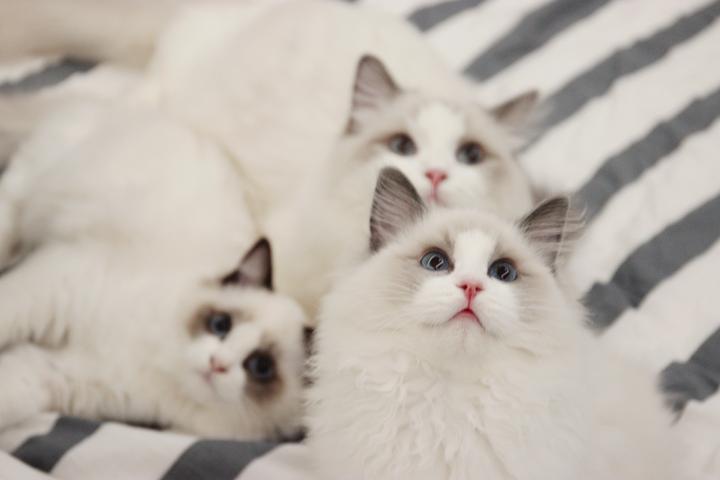 ��è��� ��żè������һ�������ճ���¼