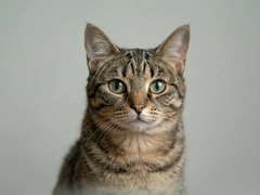 ӰèMvCat��ʲôè ӰèMvCat�趨�����뱳��