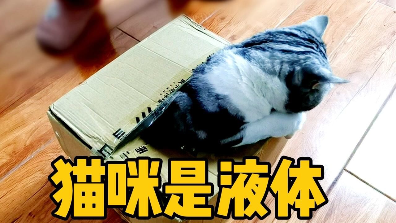 液体猫日常 猫咪摊成饼钻纸箱可爱画面