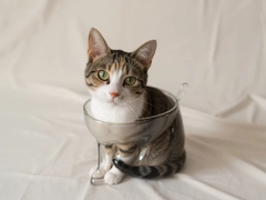 Һ��è��ʲôƷ��ԭ��è������ˮ����