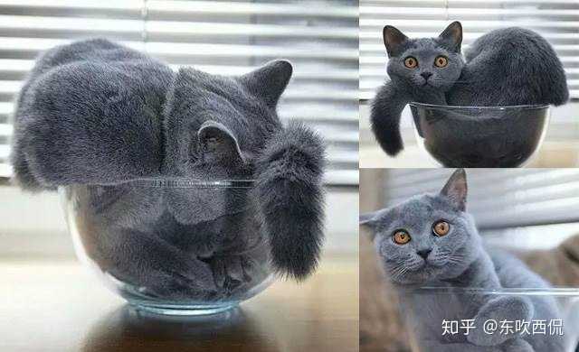 液体猫是什么品种 猫咪液化搞笑图片大全