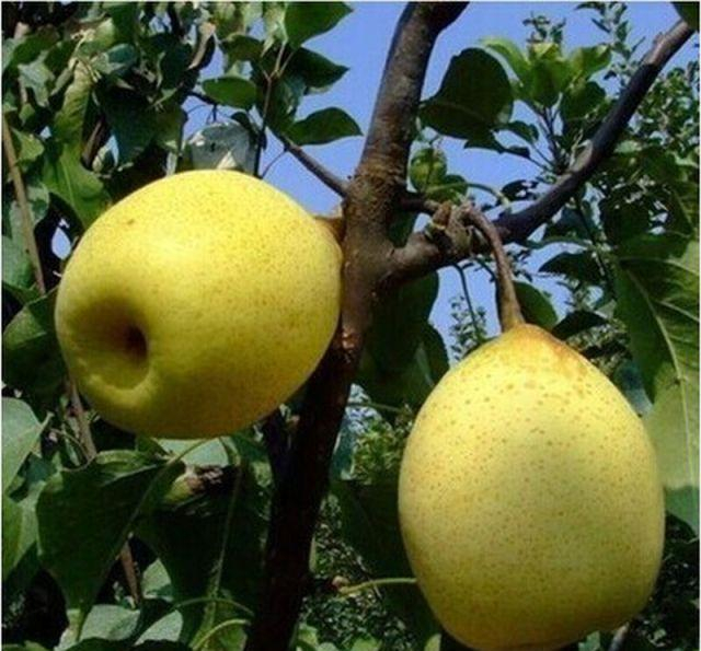������εײ�������ѡ�Ա�ͼ