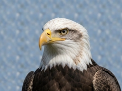 ��ӥ���߸���ֱ����ѹۿ����