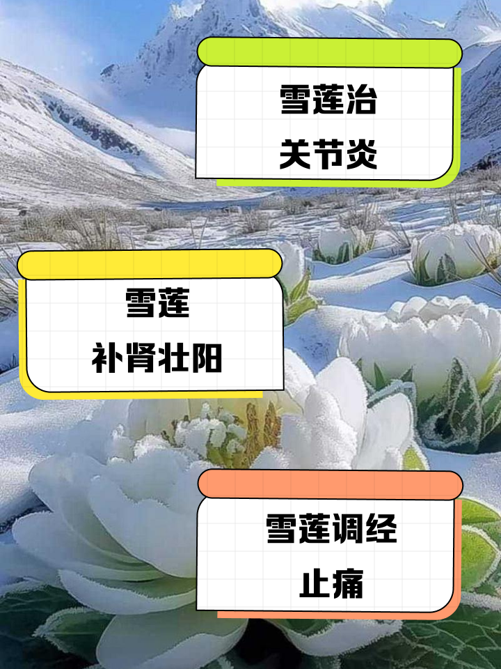 金天雪莲功效与作用正确吃法科普配图