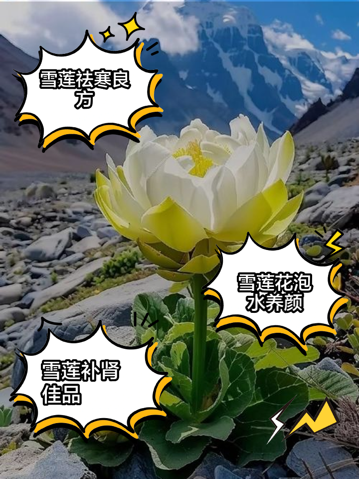 金天雪莲泡水喝的正确用量配图