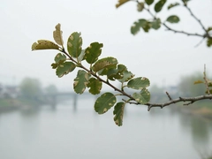 ֦����֦��������������Ƽ�ָ��