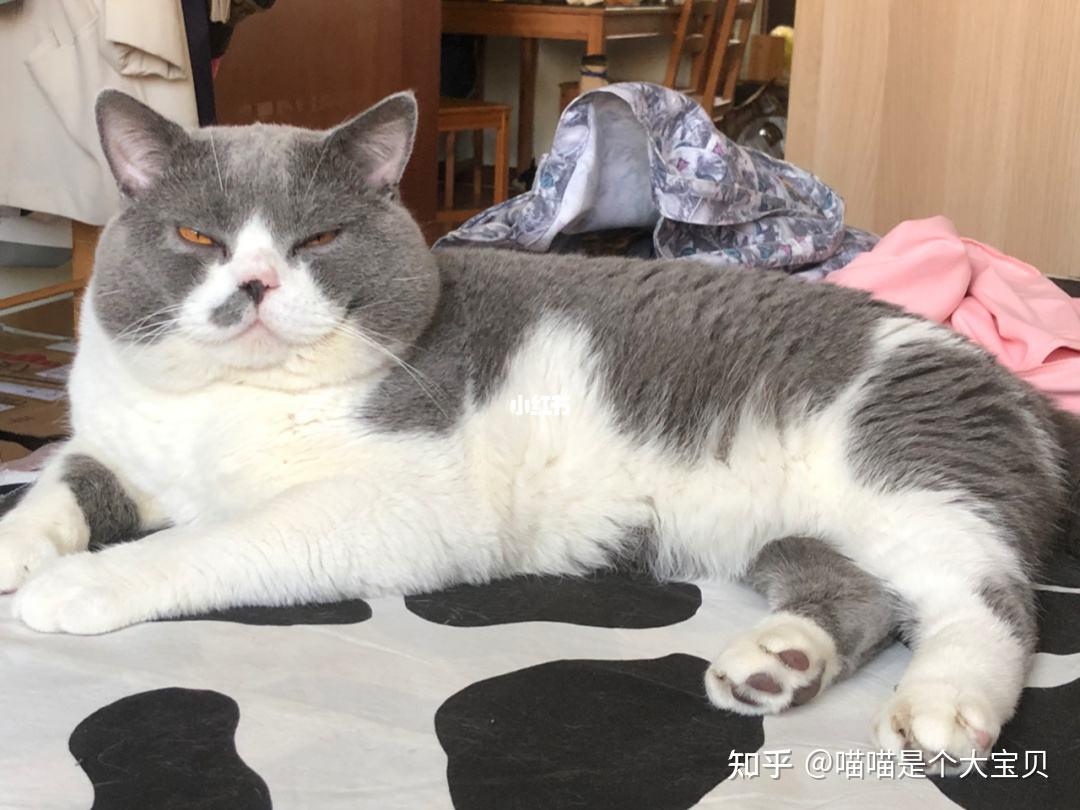����è��ʵ���� ����è�Ǵ���������԰è ������è�ܿ�