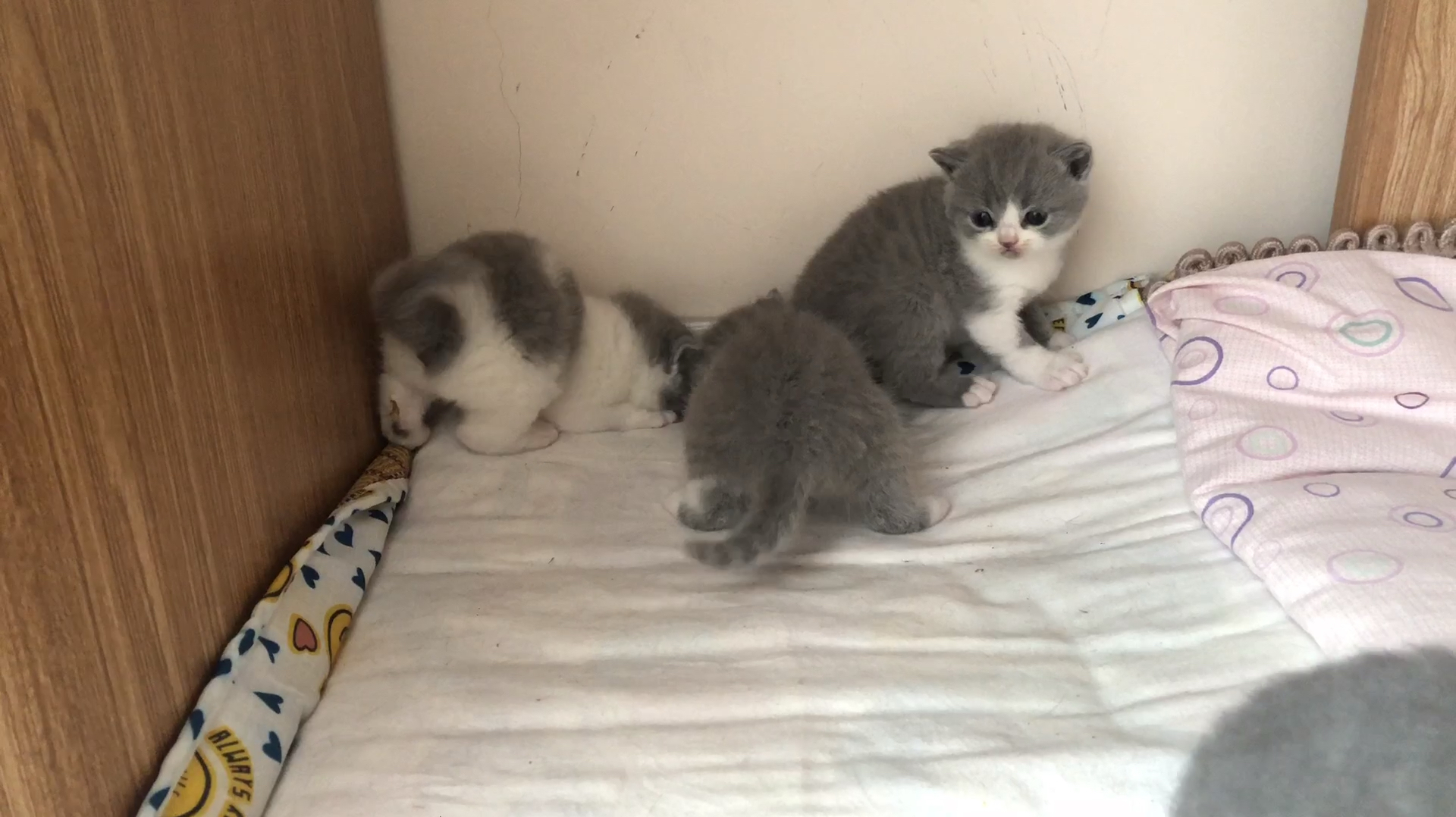 ����è�ɰ��ճ��ȳ�����˲��ϼ�