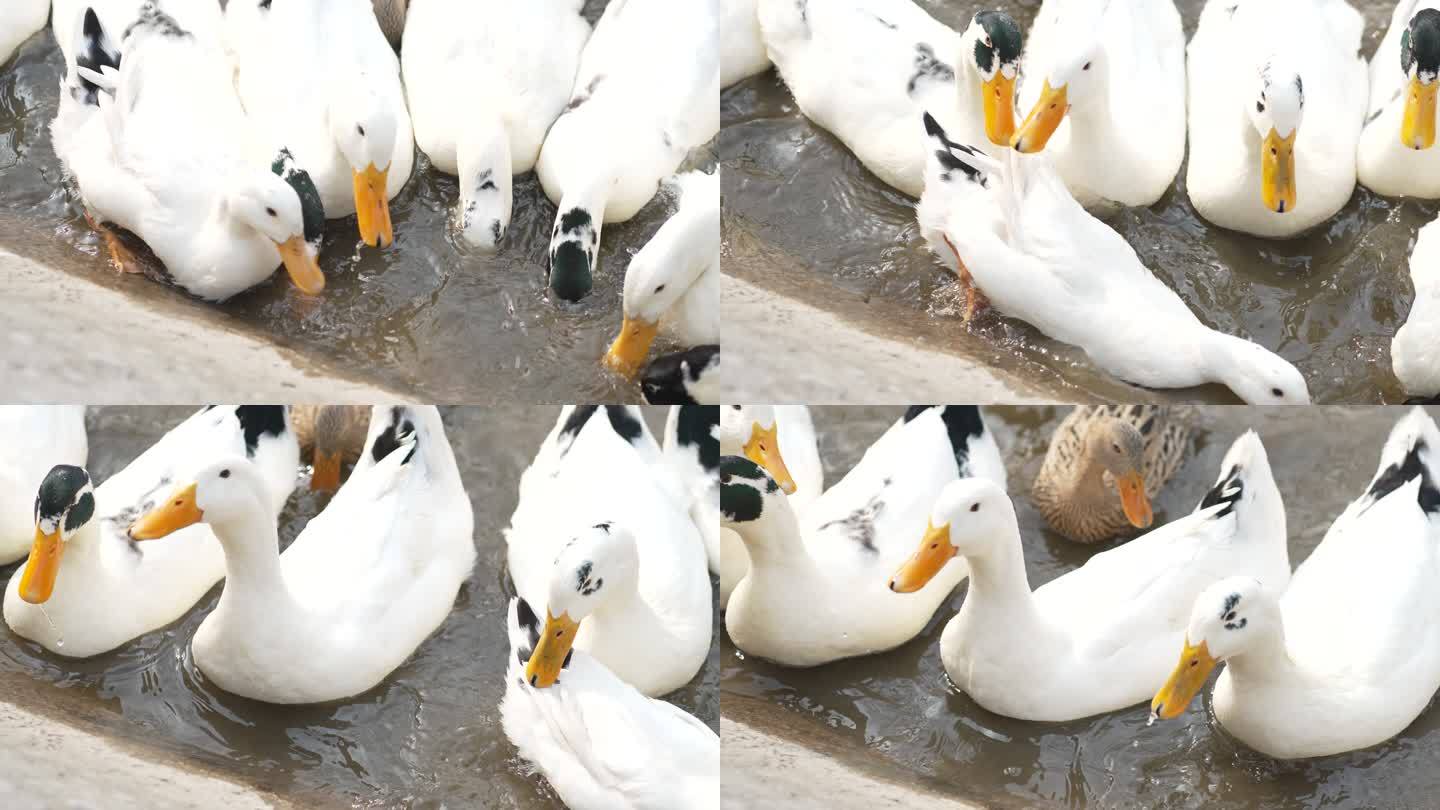 ������Ѽ��ˮιʳ�ճ�����ϸ��ͼ