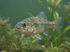 FishOn����װ����������ѡ��ָ��